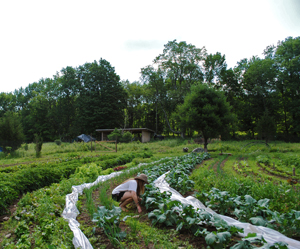 Crop growing in Ellenville NY